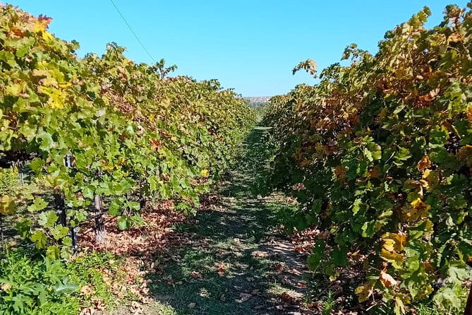 Madrid Wine Tour: Visit Two Wineries with Tastings - Frequently Asked Questions