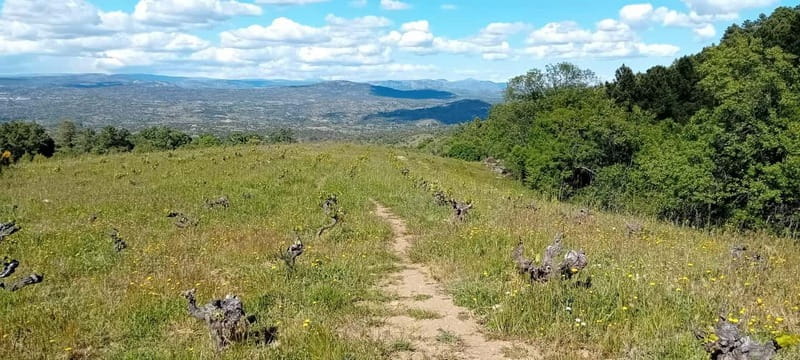 Madrid Winery Tour with Tasting & Sommelier Guide - Exploring Madrid’s Hidden Wine Region