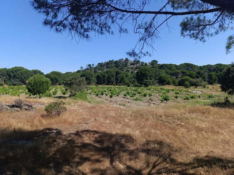 Madrid Winery Tour with Tasting & Sommelier Guide - Logistics and Practicalities