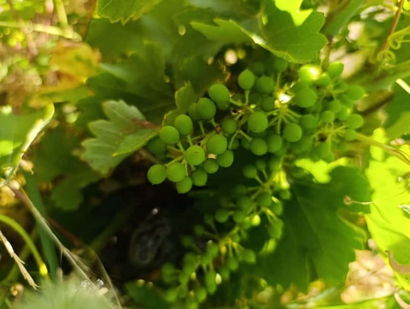 Madrid Winery Tour with Tasting & Sommelier Guide - Who Should Consider This Tour?