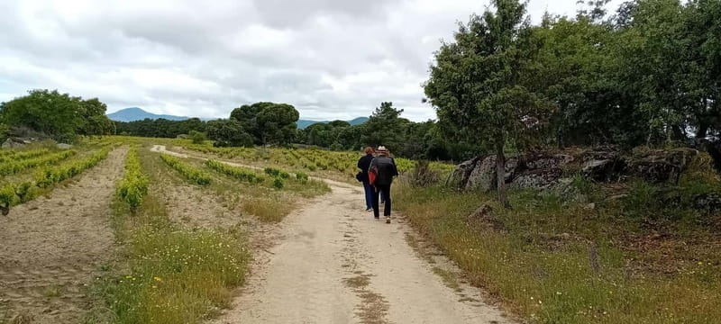 Madrid Winery Tour with Tasting & Sommelier Guide - Price and Value Analysis