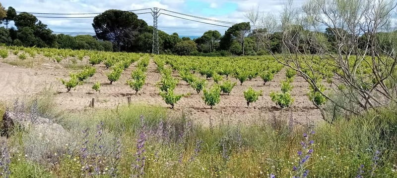 Madrid Winery Tour with Tasting & Sommelier Guide - FAQ about the Madrid Winery Tour