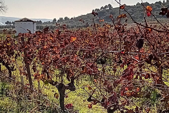 Madrid Winery Tour with Tasting & Sommelier Guide - The Itinerary: What to Expect on the Day