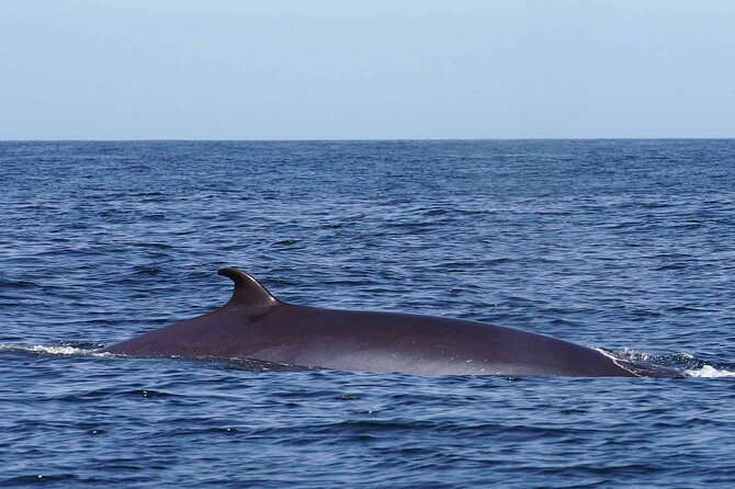 Magic Dolphin Sea Safaris - Inclusions