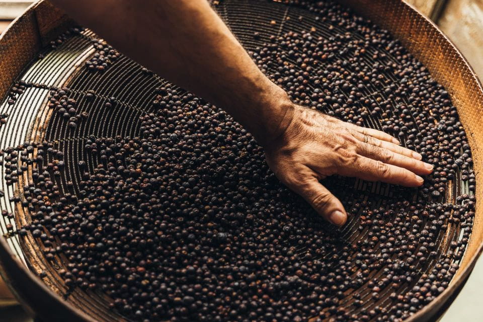 Mahón: Gin Distillery Tour With Tasting & Appetizers - What to Expect During the Tour