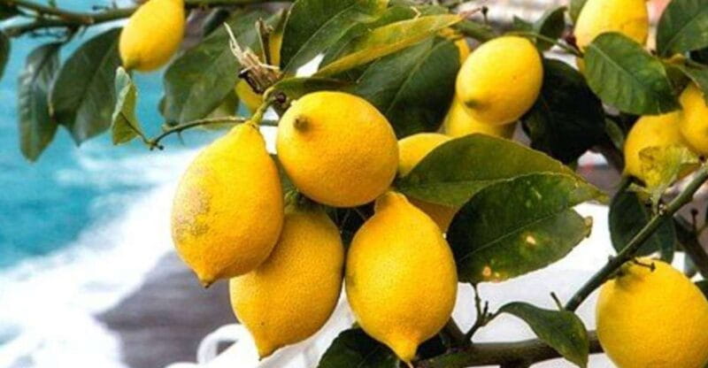 Maiori: Amalfi Coast Path of Lemons Day Trip with Tastings - Who Is This Tour Perfect For?