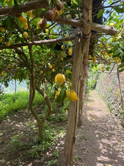 Maiori: Hiking Tour to A Lemon Farm with Lemon Tastings - Exploring Maiori’s Lemon Gardens: A Guided Hiking Experience