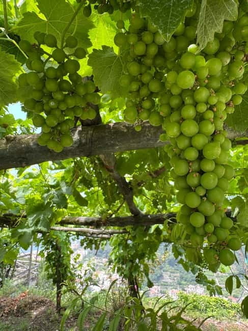 Maiori: Hiking Tour to A Lemon Farm with Lemon Tastings - Key Points / Takeaways