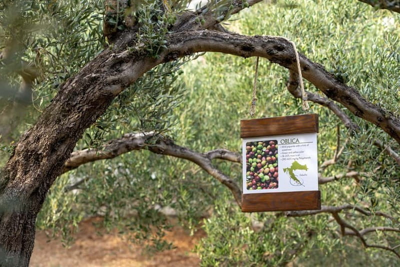 Makarska: City Tour & Olive Oil Tasting with a Tuk Tuk - The Sum Up