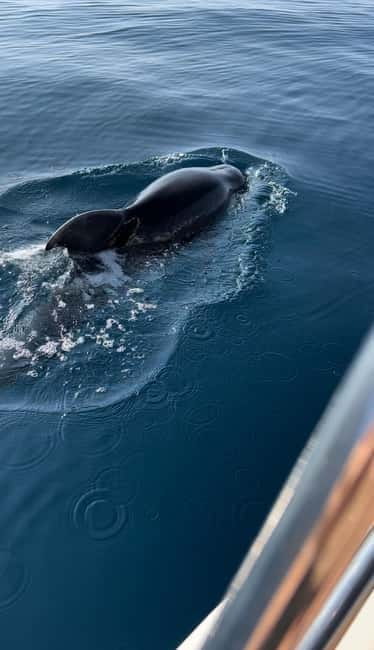 Makarska: Private halfday boat tour ,Hvar,small blue Cave - Key Points / Takeaways