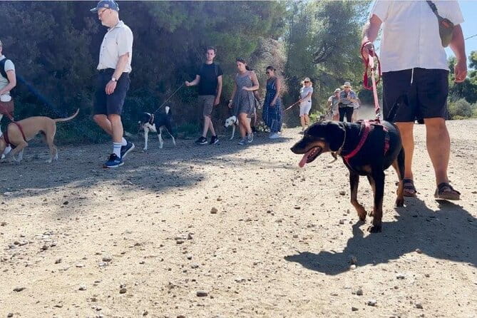 Make a dog's day and taste Greece in Skiathos - Practical Details and Logistics