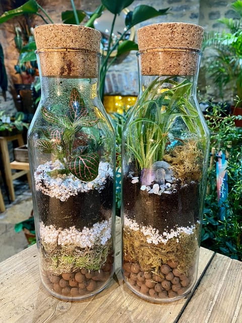 Make Your Own Terrarium in a houseplant paradise - FAQ: Your Questions Answered