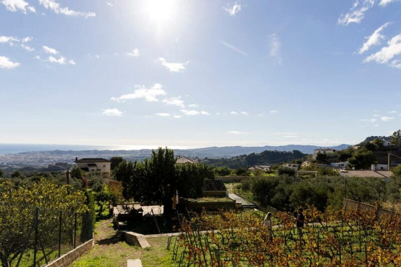 Malaga: Vineyard and Cellar Visit with 6 Top Wines and tapas - Who Will Love This Tour?