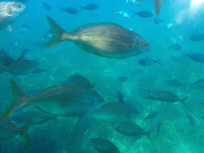 Mallorca: 2-Hour Coastline & Malgrat Islands Catamaran Tour - Tips for Travelers