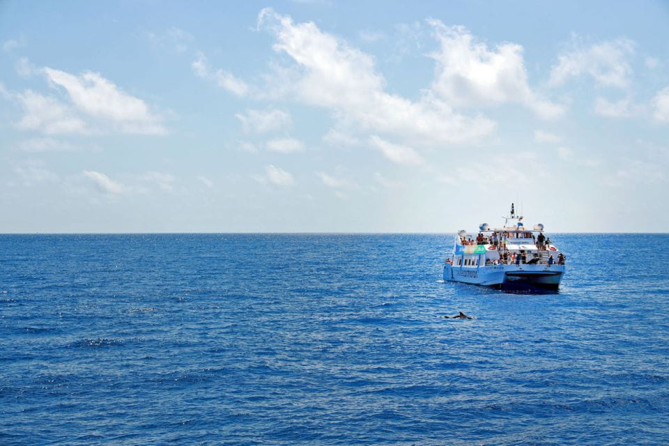 Mallorca: 2-Hour Dolphin Watching Cruise & Glass-Bottom Boat - Meeting Points and Logistics
