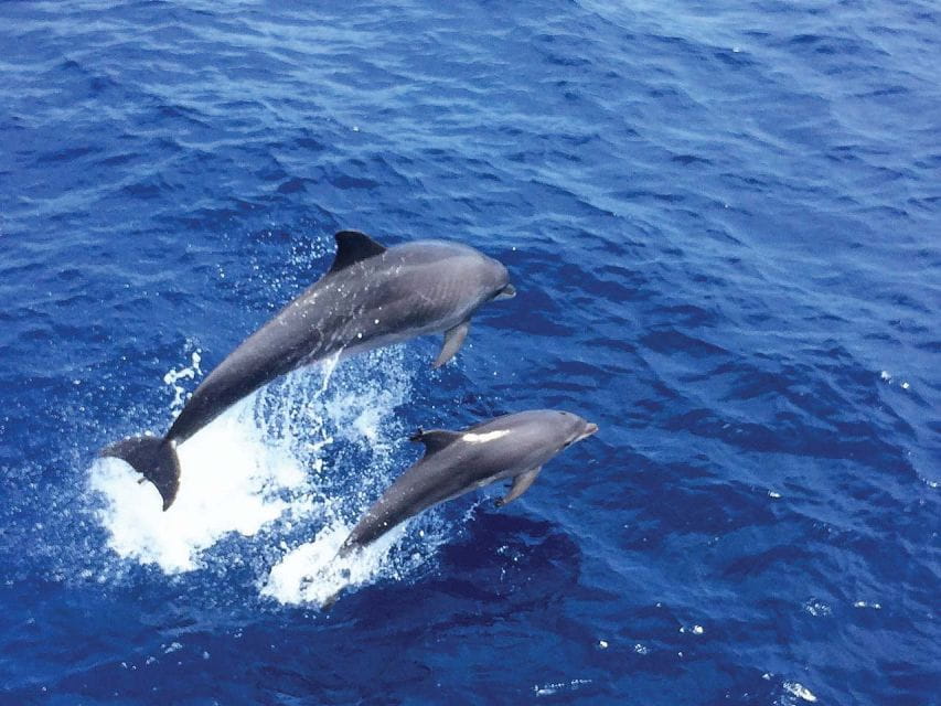 Mallorca: 3-Hour Afternoon Dolphin Watching Boat Tour - Key Points
