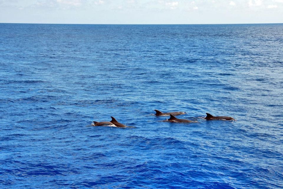 Mallorca: 3-Hour Afternoon Dolphin Watching Boat Tour - Booking Information