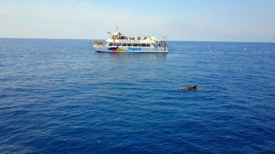 Mallorca: 3-Hour Afternoon Dolphin Watching Boat Tour - Dolphin Species