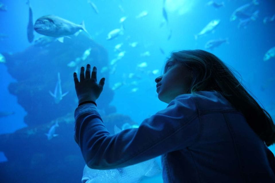 Mallorca: 3-Hour Afternoon Dolphin Watching Boat Tour - Departure Locations