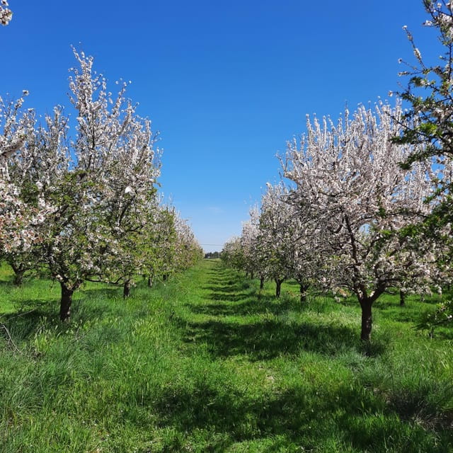 Mallorca: Almond Blossom Minivan Tour with tasting - GERMAN - A Close Look at Mallorca’s Almond Blossom Tour