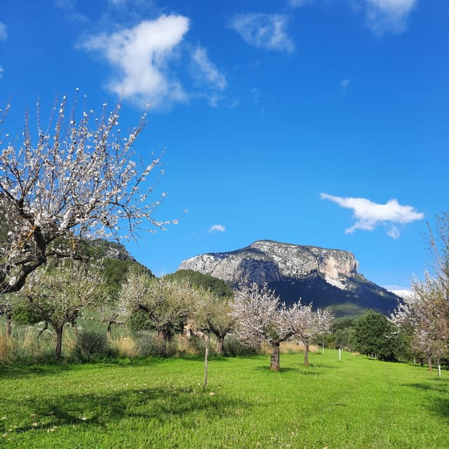 Mallorca: Almond Blossom Minivan Tour with tasting - GERMAN - Key points / Takeaways