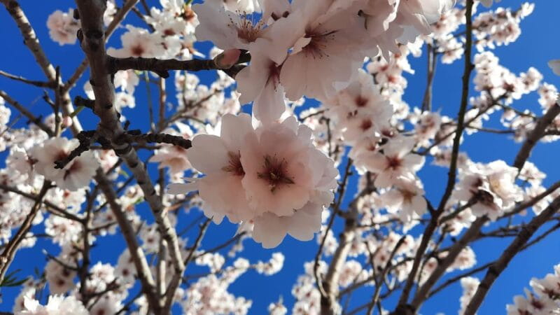 Mallorca: Almond Blossom Minivan Tour with tasting - GERMAN - What Makes This Tour Stand Out?