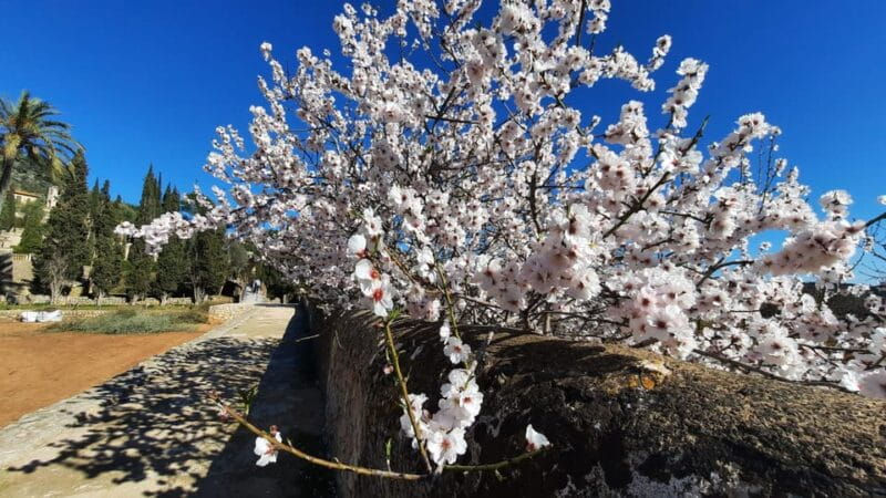 Mallorca: Almond Blossom Minivan Tour with tasting - GERMAN - FAQ