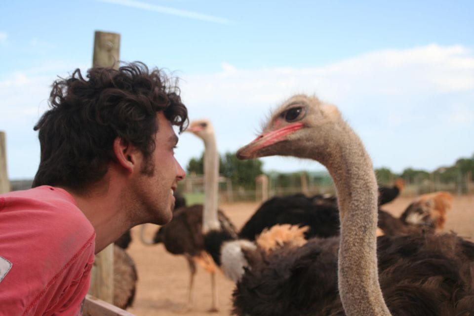 Mallorca: Artestruz - Ostrich Farm Ticket Entrance - Guided Interaction With Birds