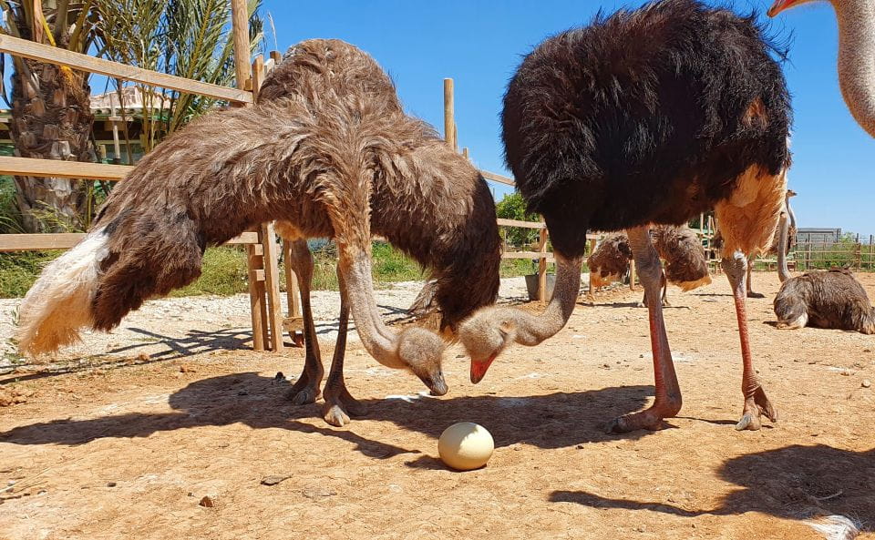 Mallorca: Artestruz - Ostrich Farm Ticket Entrance - Explore the Farm at Leisure