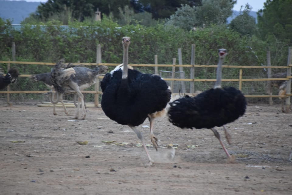 Mallorca: Artestruz - Ostrich Farm Ticket Entrance - Customer Reviews and Ratings