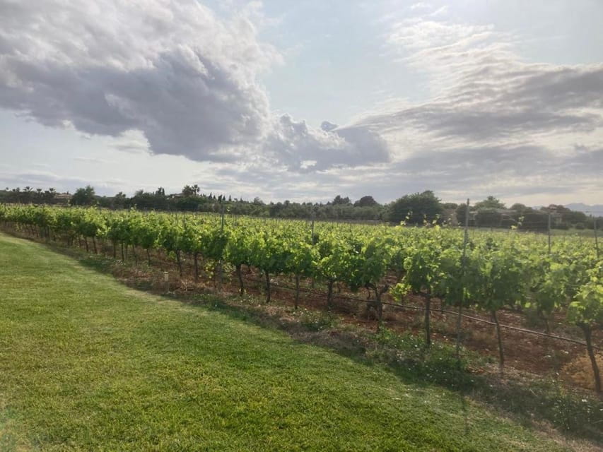 Mallorca: Bodega Butxet Vineyards & Winery Tour With Tasting - Customer Feedback