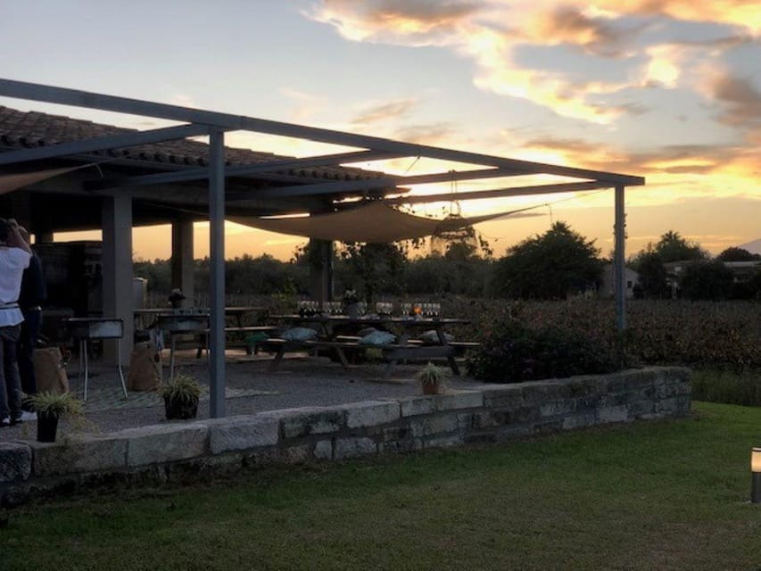 Mallorca: Bodega Butxet Vineyards & Winery Tour With Tasting - Important Information