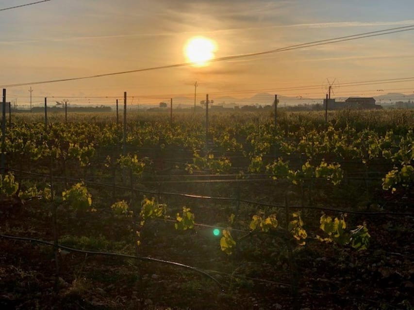 Mallorca: Bodega Butxet Vineyards & Winery Tour With Tasting - Booking Details