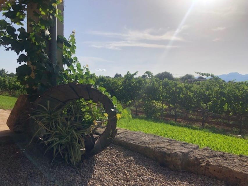 Mallorca: Bodega Butxet Vineyards & Winery Tour With Tasting - Tips for Visitors