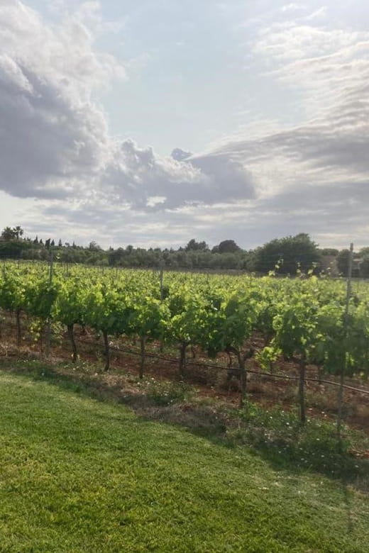 Mallorca: Bodega Butxet Vineyards & Winery Tour With Tasting - Local Attractions Nearby