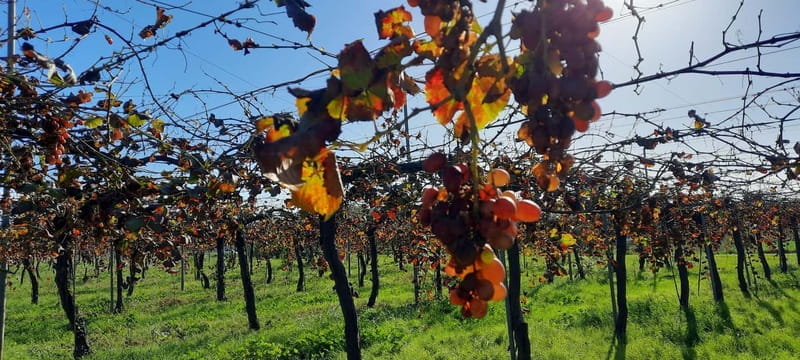 Mallorca: Bodega & Olives Minibustour with wine/oil tasting - Key points / Takeaways