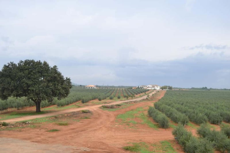 Mallorca: Bodega & Olives Minibustour with wine/oil tasting - Entering Mallorca’s Food & Drink Scene: What the Tour Offers