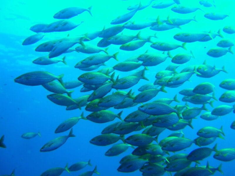 Mallorca: Discover Scuba Diving from the beach - Who Will Love This Experience?