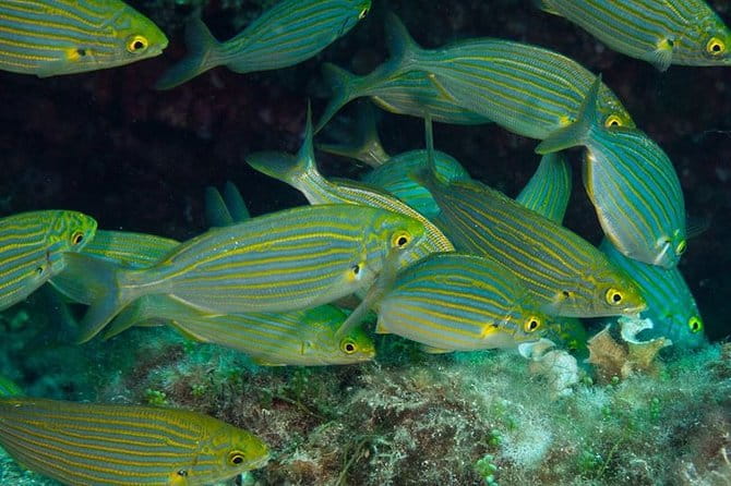 Mallorca: Discover Scuba Diving from the beach - Practical Tips to Maximize Your Experience