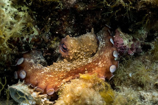 Mallorca: Discover Scuba Diving from the beach - FAQ