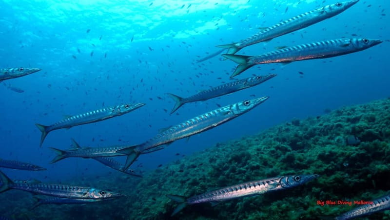 Mallorca: Discover Scuba Diving from the boat - An Honest Look at the Experience