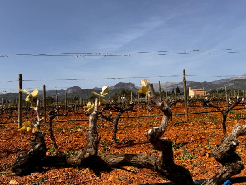 Mallorca: Discover the Secret Treasures of the Local Wine - Itinerary and Experiences