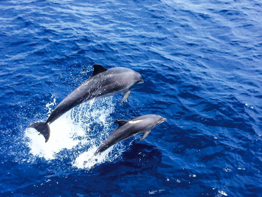 Mallorca: Dolphin Watching Cruise - Dolphin Species to Expect