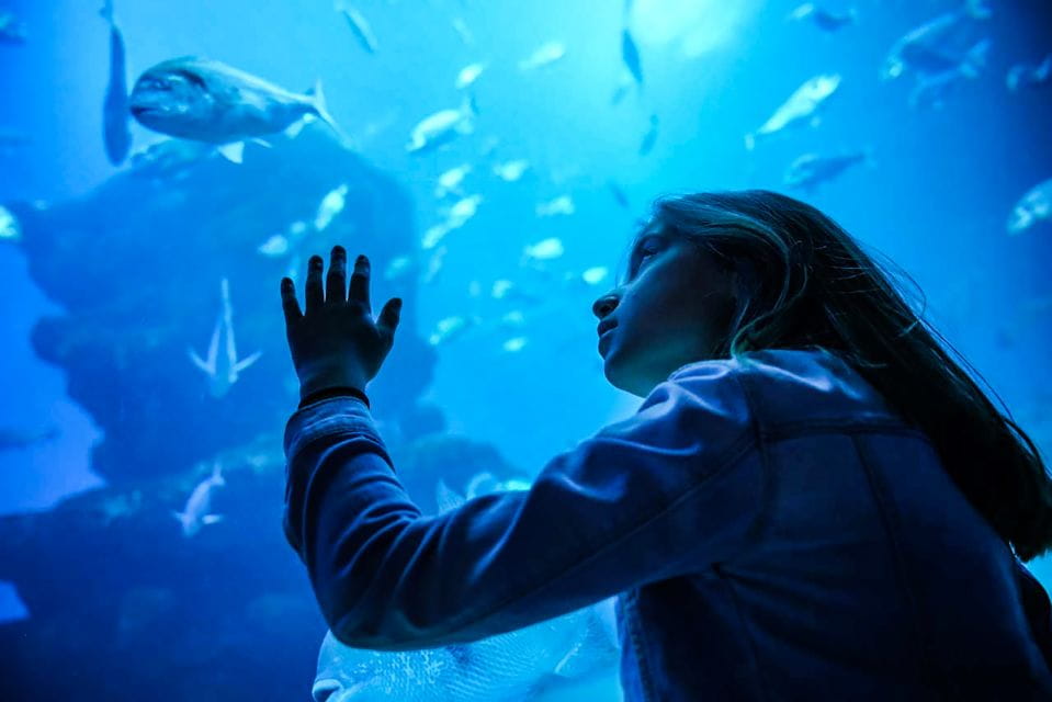 Mallorca: Dolphin Watching Cruise - Onboard Experience and Amenities