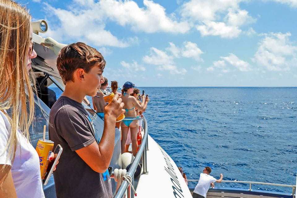 Mallorca: Dolphin Watching Cruise - Booking Your Adventure