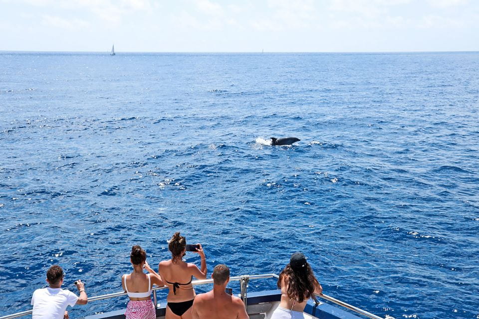 Mallorca: Dolphin Watching Cruise - Essential Items to Bring
