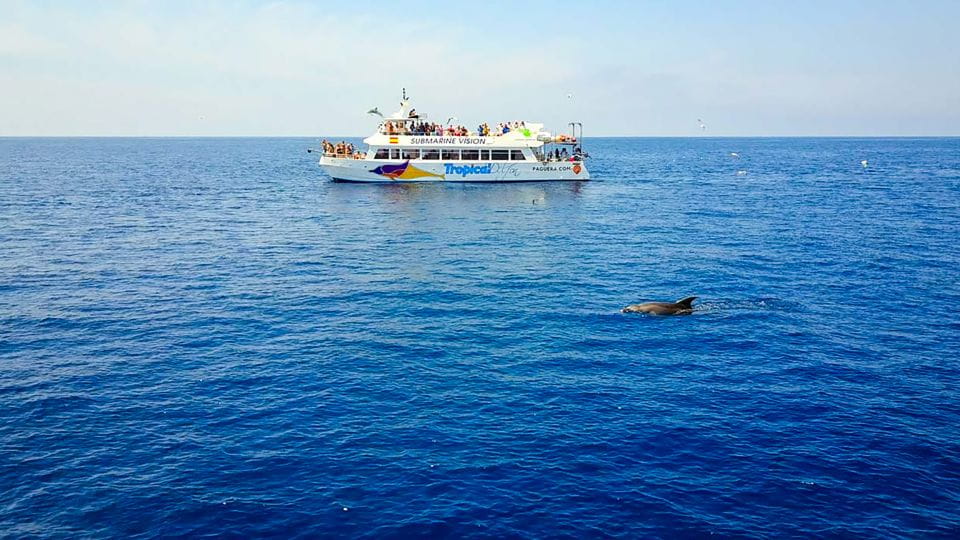 Mallorca: Dolphin Watching Cruise - Environmental Commitment