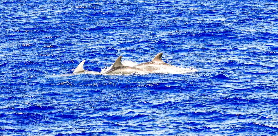 Mallorca: Dolphin Watching Cruise - Tips for an Enjoyable Trip