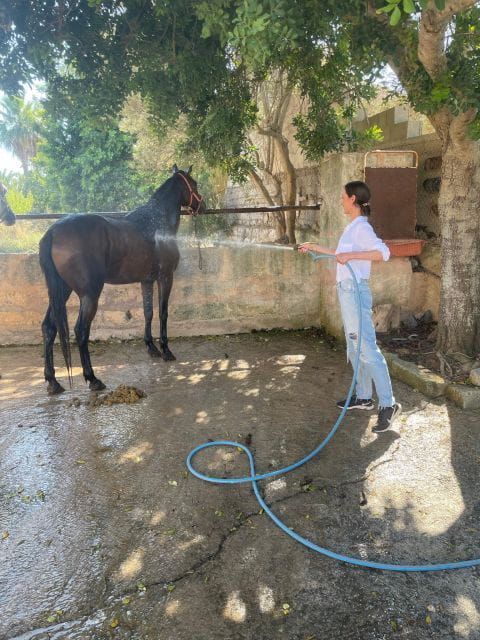 Mallorca: , Mallorcan sunset, horseback riding, with drinks - Key Points / Takeaways