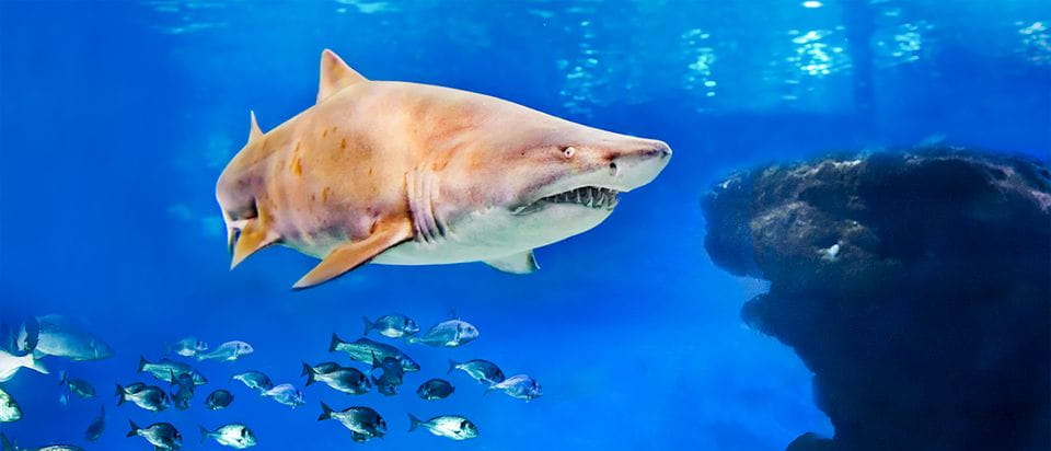 Mallorca: Palma Aquarium Entry Ticket W/ Optional 3D Cinema - Visitor Accessibility